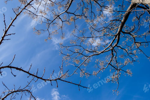 Preview: Sakura flower against the blue sky