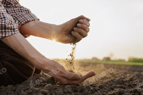 Preview: Hands holding dry soil at dawn, concept of agriculture, drought, land degradation and sustainability