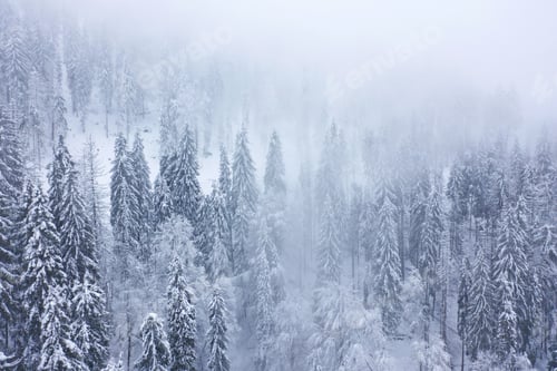 Preview: Aerial view on the coniferous forest in the mountains in winter