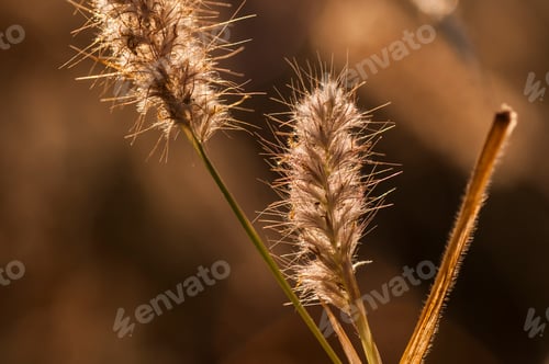 Preview: Wild flower in meadow, grass flower Nature background.