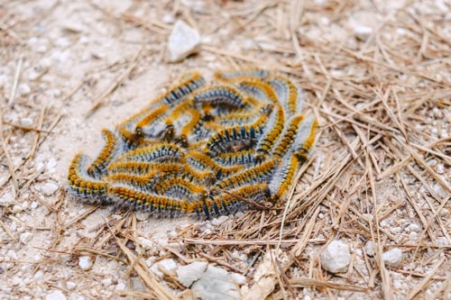 Preview: Pile of processionary caterpillars on the ground, Thaumetopoea pityocampa