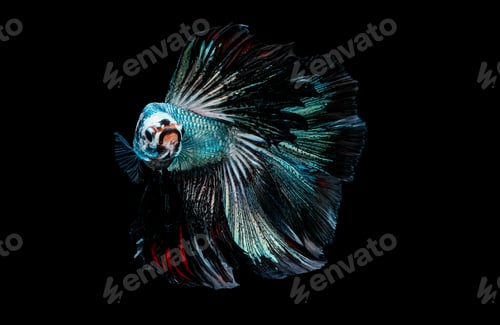 Preview: Colorful with main color of metal green and white betta fish, Siamese fighting fish