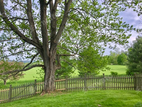 Preview: Backyard with a view of a field, an ancient tree and distant mountains, enclosed by a picket fence.