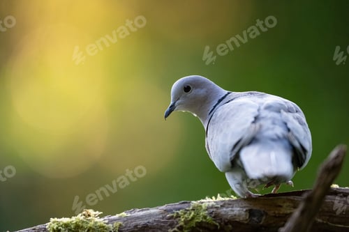 Preview: Closeup of a turtledove perched on a tree branch with moss against a green background