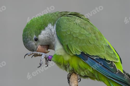 Preview: Vibrant green parrot perched atop a wooden stick in its natural habitat