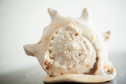 Preview: Sea concept. Sea shell on wood background