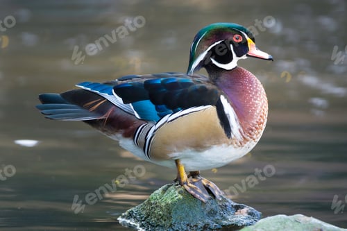 Preview: Wood Duck