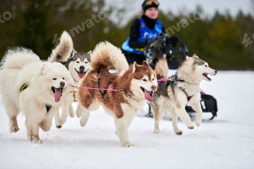 Vista previa: Husky sled dog racing