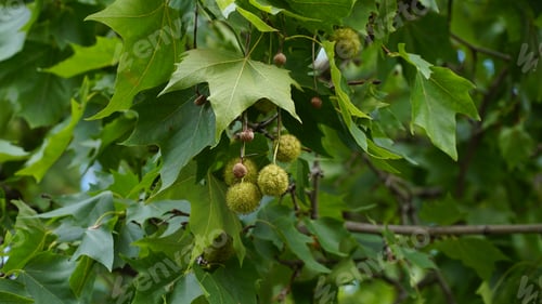 Preview: Leaves and fruits of Platanus occidentalis, also known as American sycamore. Leaves and fruits of
