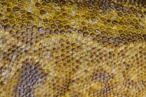 Preview: Close-up Portrait of Bearded Dragon (Pogona Vitticeps) with Vibrant Yellow Textured Scales