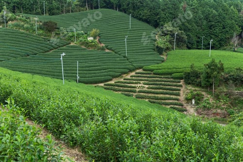 Preview: Tea plantation