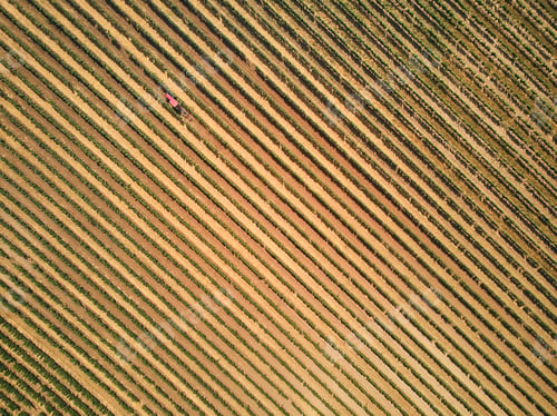 Preview: aerial view of beautiful rows of vineyard, czech republic