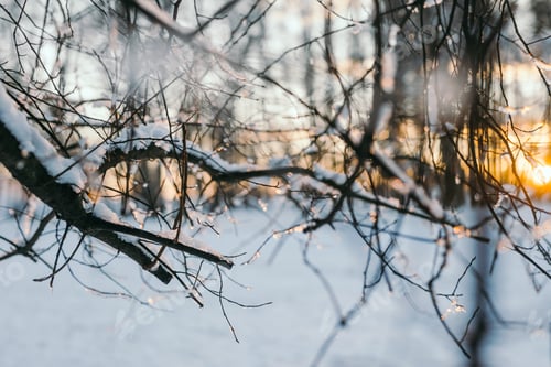 Preview: Snow On Pine Tree Leaves During Sunset