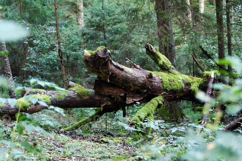 Preview: Beautiful wild forest