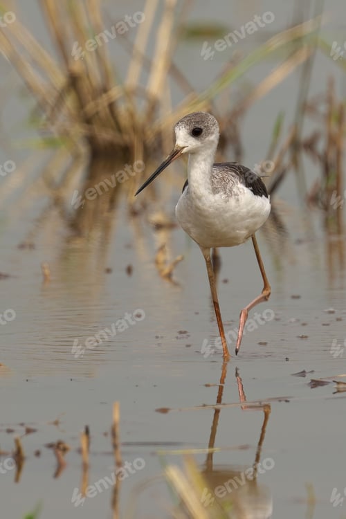 Preview: Black-winged stilt with a long beak and legs standing in shallow water