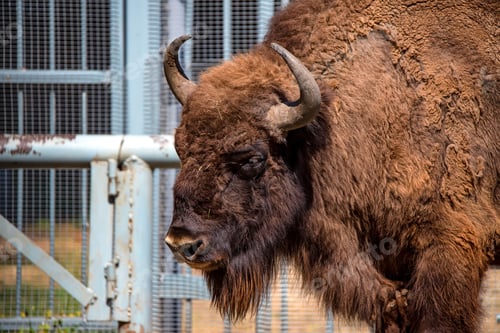Preview: Wisent or European bison