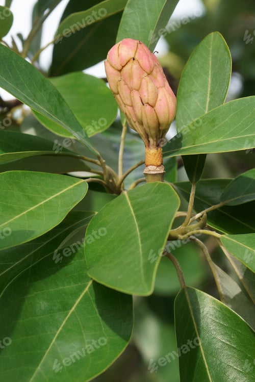 Preview: Sweetbay Magnolia (Magnolia Virginiana). Called Sweetbay, Laurel Magnolia, Swampbay, Swamp
