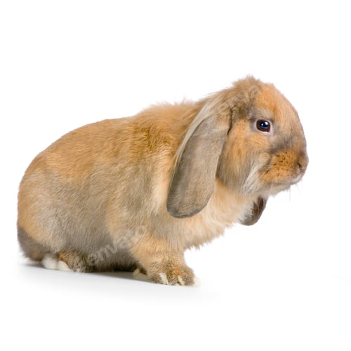 Preview: Lop Rabbit