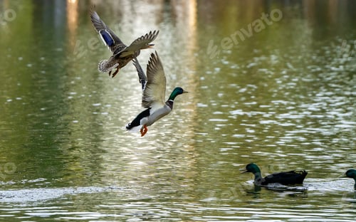 Preview: Funny flying mallard or wild ducks Anas platyrhynchos female swimming in the lake