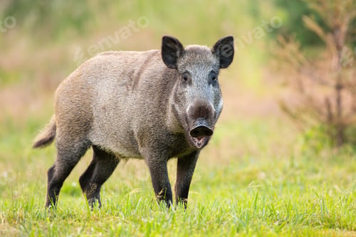 Preview: Wild boar standing with open mouth on grass in summer