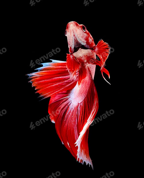 Preview: Striking Red Betta Fish Against a Black Background