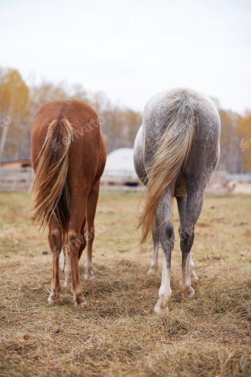 Preview: Two Horses Standing Side by Side Outdoors on Autumn Day in Rural Setting