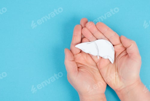 Preview: Holding a liver in the hands, diagnosis of hepatitis, cancer, cirrhosis, health issue, organ
