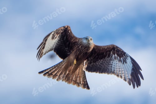Preview: Majestic hawk soaring with its wings wide opened on background of the clear blue sky