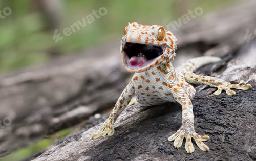 Preview: Tokay gecko clings into a tree