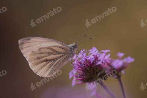 Preview: a butterfly sitting on top of a purple flower near other flowers