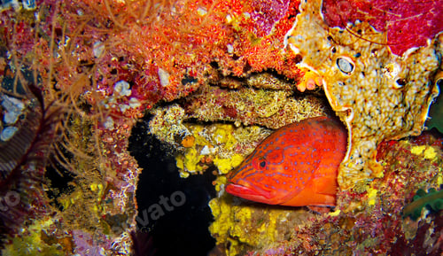Preview: Coral reef underwater photo, shallow underwater seascape