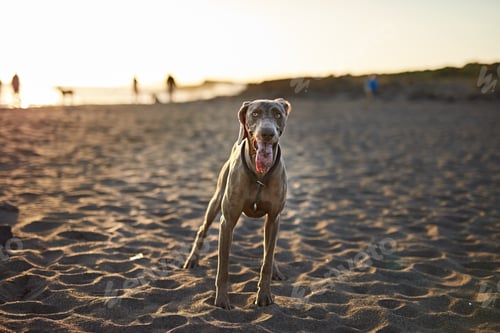 Preview: Funny dog on beach