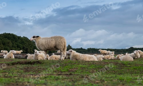 Preview: sheeps on the ginkel heather in holland