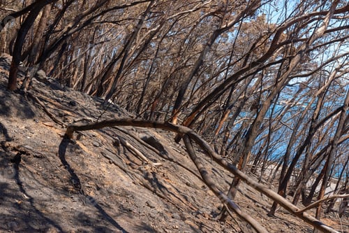 Preview: Wildfire