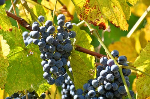 Preview: Vineyard with fall foliage - cluster of dark grapes hanging on vine in the vineyard autumn leaves