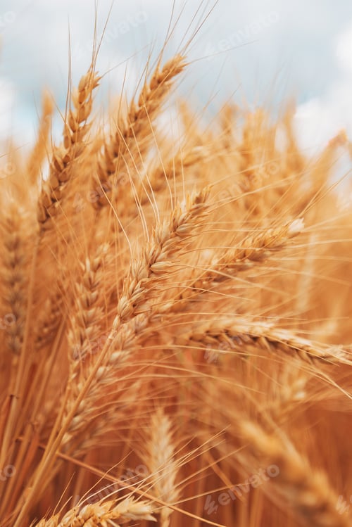 Preview: Ripe harvest ready wheat crops field in summer, cereal plant cultivation