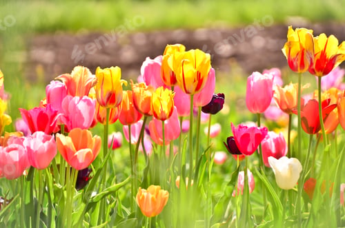 Preview: many colourful tulips in the field