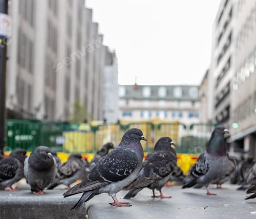Preview: Closeup of a flock of pigeons on the streets with tall buildings around in the city