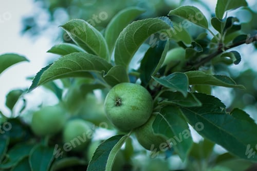 Preview: Green apples garden close-up. Juicy bright summer fruits on a branch in the garden are ripening.