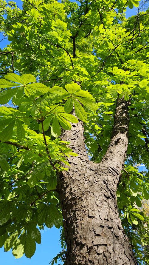 Preview: Large chestnut tree with fresh bright green foliage, bottom to top view