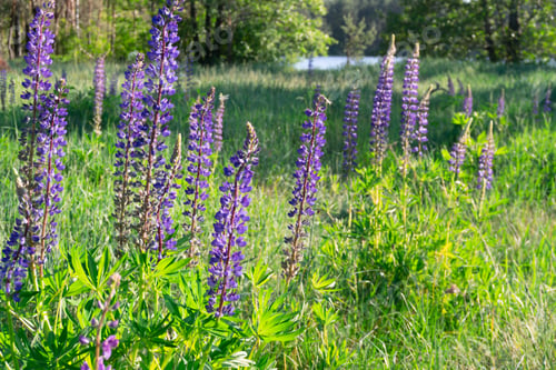 Preview: Blue lupines flowers