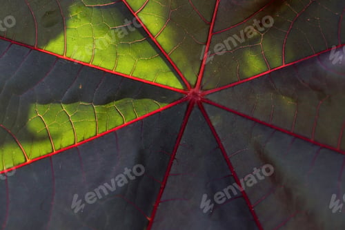 Preview: Detail of big dark green leaf.
