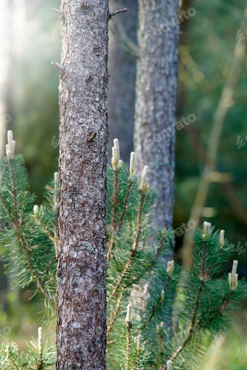 Preview: Wild pine forest