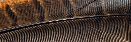 Preview: brown pheasant feathers with dark stripes. background