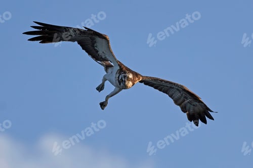 Preview: Osprey (Pandion haliaetus)