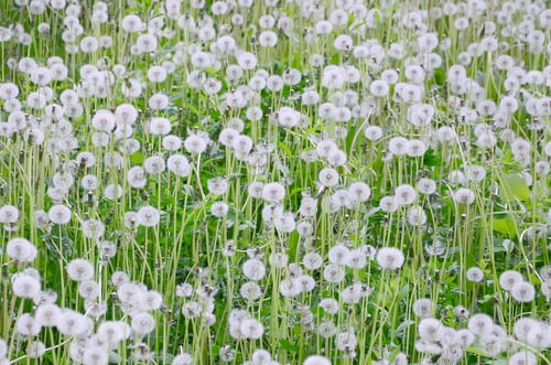 Preview: White fluffy dandelions flower in green field, natural background