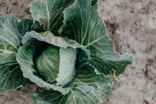 Preview: Cabbage on the farm
