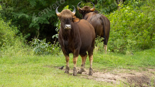 Preview: A Gaur or Indian bison in a field