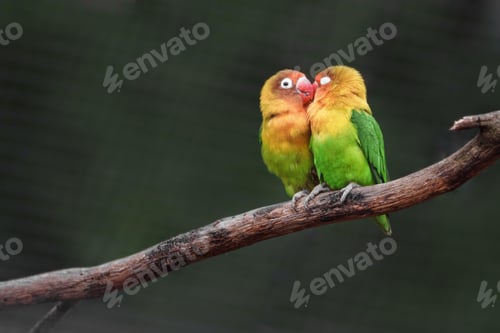 Preview: lovebirds, lover bird, lovely