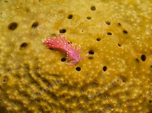 Preview: Tiny nudibranch on a mustard yellow sea sponge
